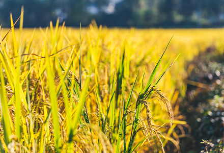 数智赋能，链通未来：基于吉林省优正科技与中粮生化能源（公主岭）有限公司业务融合的定制化APP开发全景规划